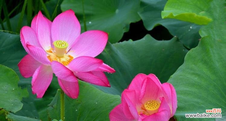 荷花之美与精神内涵 荷花