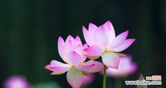 荷花之美与精神内涵 荷花