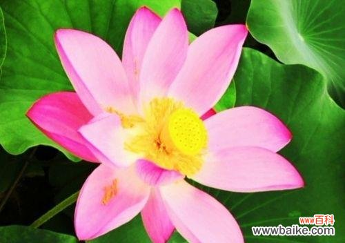 探索荷花所寓意的神秘魅力 荷花的美丽与品质的象征