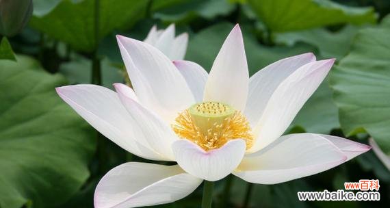 探索荷花所寓意的神秘魅力 荷花的美丽与品质的象征