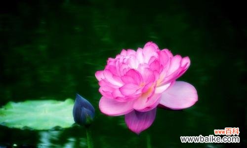 揭示荷花在文化中的多重象征意义 荷花的象征意义及其对不同人的寓意