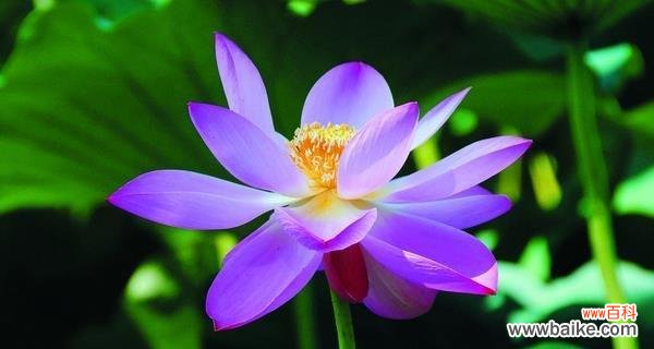 揭示荷花在文化中的多重象征意义 荷花的象征意义及其对不同人的寓意