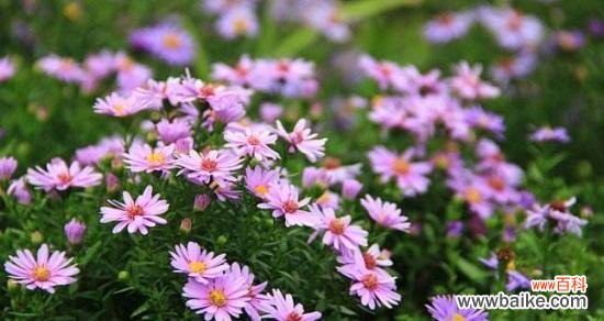 以荷兰菊花为载体 荷兰菊花的花语揭示人们的活动与说谎