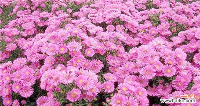 以荷兰菊花为载体 荷兰菊花的花语揭示人们的活动与说谎