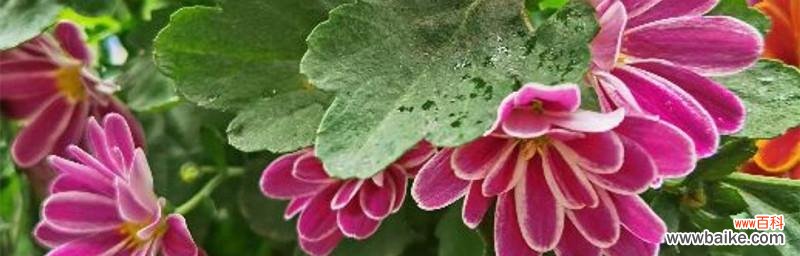 以荷兰菊花为载体 荷兰菊花的花语揭示人们的活动与说谎