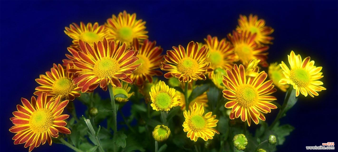 荷兰菊花语的探索与解读 花开芬芳