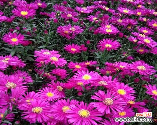 荷兰菊花语的探索与解读 花开芬芳