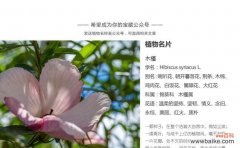 探索竹子作为文化符号的深层内涵 竹子的寓意与象征意义