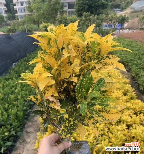 了解以假连翘的花语及其象征意义 以假连翘的花语和寓意