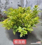 了解以假连翘的花语及其象征意义 以假连翘的花语和寓意