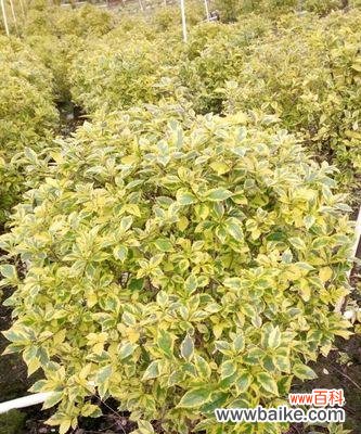 了解以假连翘的花语及其象征意义 以假连翘的花语和寓意