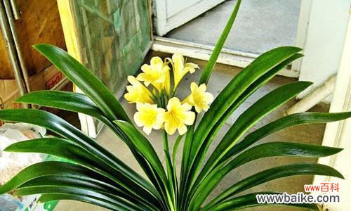 洋桔梗花的风水寓意以及如何利用其为家庭带来好运 洋桔梗风水解析