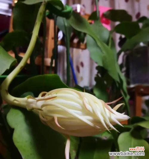 昙花绽放 家中养昙花,幸运之兆