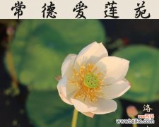 家中养荷花 荷花风水与吉利寓意
