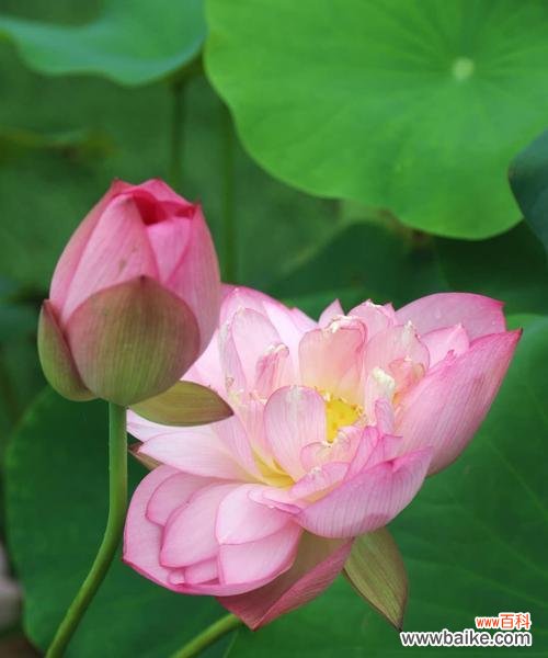 家中养荷花 荷花风水与吉利寓意