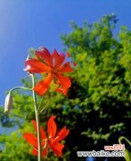 绽放时间与独特花形 吉利红花开，寓意吉祥如意