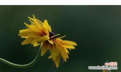 绽放生命之光 金光菊的花语之美