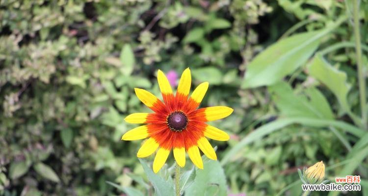 绽放生命之光 金光菊的花语之美