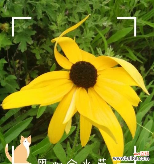 绽放生命之光 金光菊的花语之美