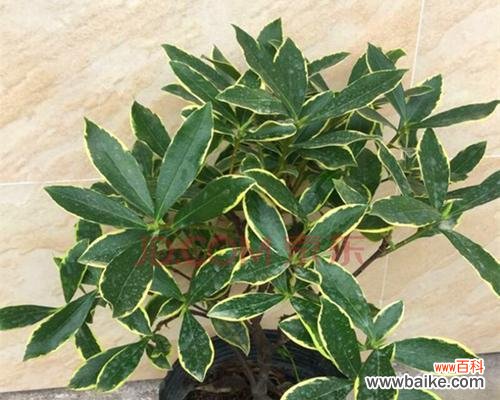 揭开金边瑞香的奥秘与功效 金边瑞香的寓意和象征风水