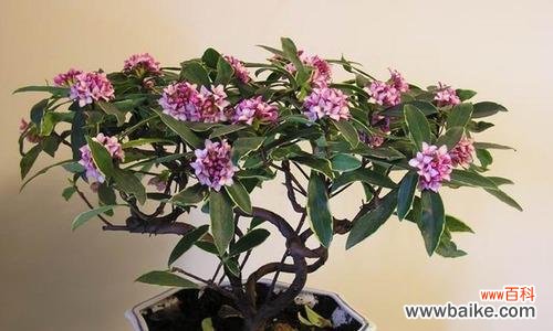 揭开金边瑞香的奥秘与功效 金边瑞香的寓意和象征风水