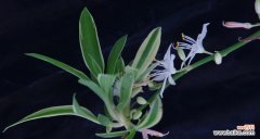 探寻吊兰的象征意义及其在风水学中的地位 金边吊兰的寓意与风水象征