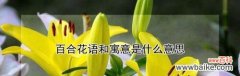 金百合花的花语及象征意义 金百合花语与寓意解读