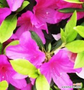 江门市花勒杜鹃的美丽与意义 江门市花勒杜鹃的花语寓意——爱与希望