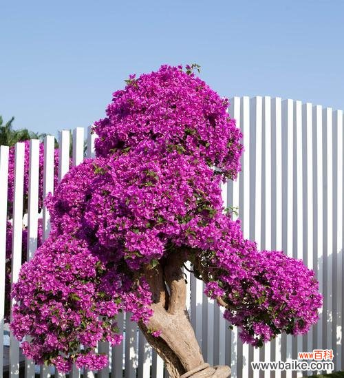 江门市花勒杜鹃的美丽与意义 江门市花勒杜鹃的花语寓意——爱与希望