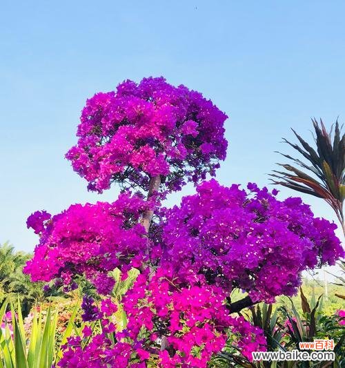 江门市花勒杜鹃的美丽与意义 江门市花勒杜鹃的花语寓意——爱与希望