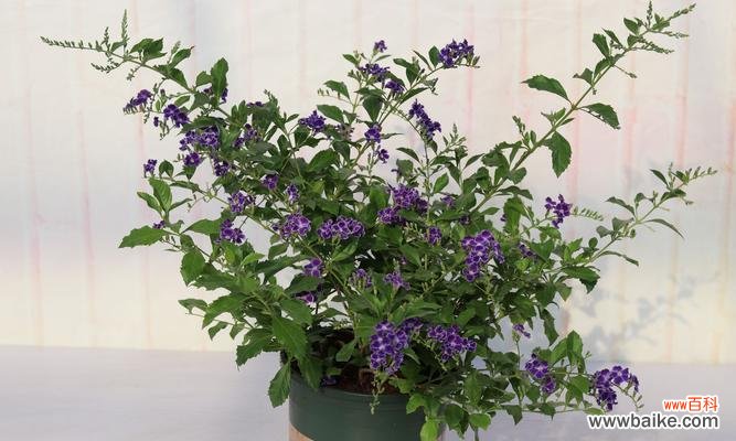 探寻金露花的神秘之美 金露花的花语与寓意