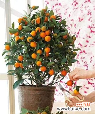 财运旺盛 金桔树风水寓意与摆放位置