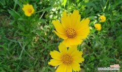探寻金鸡菊的花语 金鸡菊花语与寓意