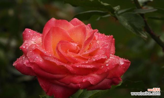 探寻金华市花的花卉之美与文化内涵 金华市花之魅力与象征