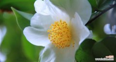 探寻金华市花的花卉之美与文化内涵 金华市花之魅力与象征