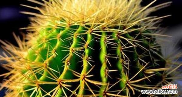 探索金虎花的神秘力量 金虎花风水寓意与作用