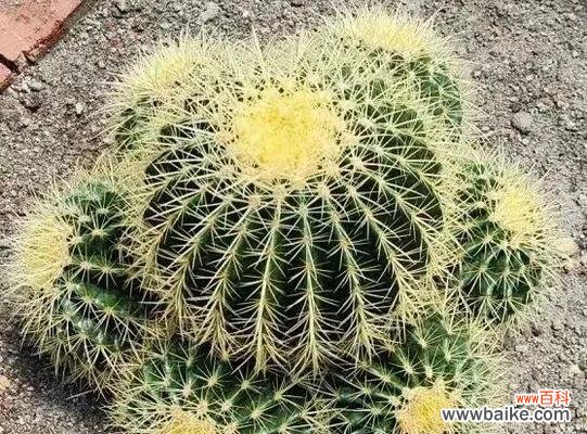 探索金虎花的神秘力量 金虎花风水寓意与作用