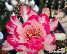 探索金虎花的神秘力量 金虎花风水寓意与作用