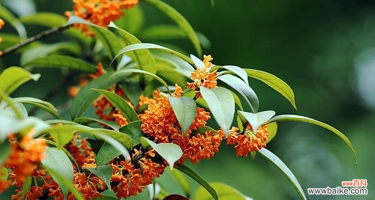 金桂花的开花季节及其象征的美好寓意 金桂花开，芬芳四溢