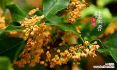 金桂花的开花季节及其象征的美好寓意 金桂花开，芬芳四溢