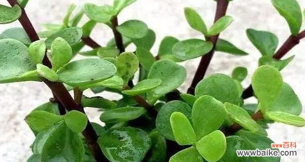 金枝玉叶的象征意义及其在风水中的应用 金枝玉叶的寓意与象征风水