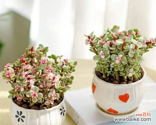 金枝玉叶的象征意义及其在风水中的应用 金枝玉叶的寓意与象征风水