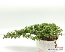 金枝玉叶的象征意义及其在风水中的应用 金枝玉叶的寓意与象征风水