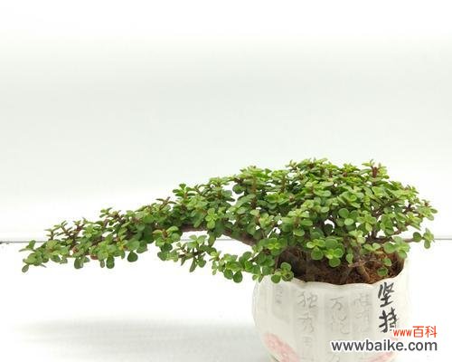 金枝玉叶的象征意义及其在风水中的应用 金枝玉叶的寓意与象征风水