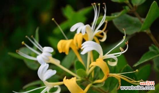 金银花的花语及寓意解读 金银花的花语与寓意——传递爱与祝福的优美之花