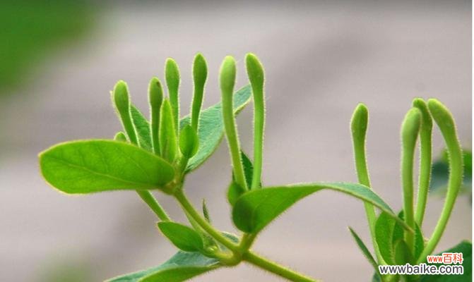金银花的花语及寓意解读 金银花的花语与寓意——传递爱与祝福的优美之花