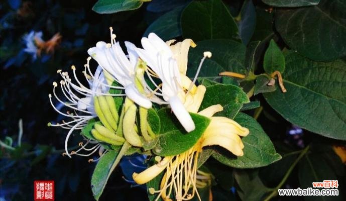 金银花的花语及寓意解读 金银花的花语与寓意——传递爱与祝福的优美之花