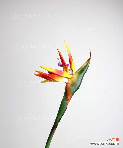 执着 《以鹤望兰》——探寻生命中的希望和美好