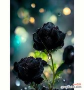 黑玫瑰的花语以及象征的意义 黑玫瑰的花语
