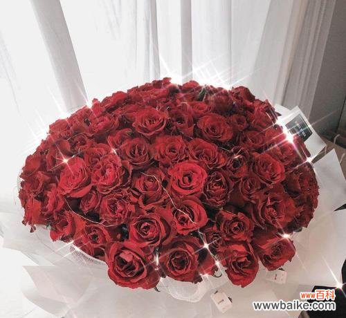 探寻黑玫瑰的神秘与美丽 黑玫瑰的花语